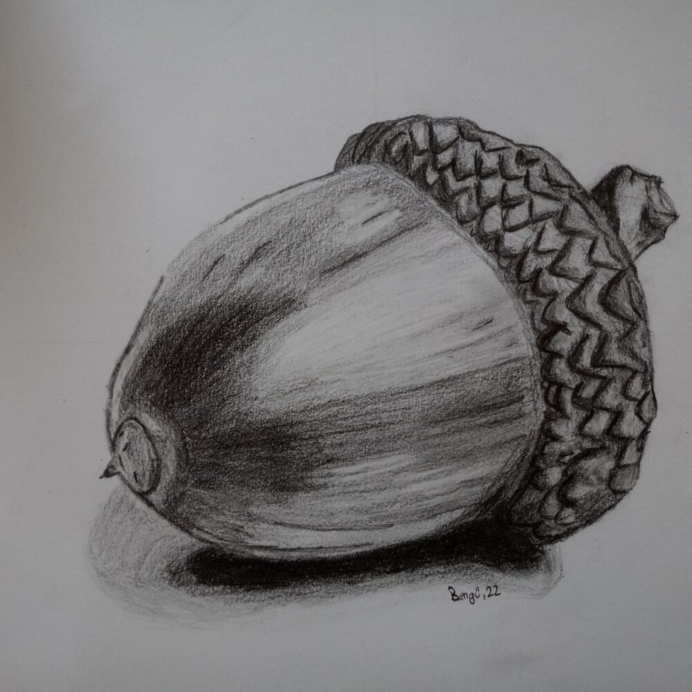 'Acorn'